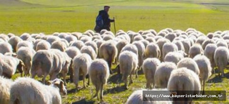 53 milyonluk çoban desteği ödemeleri başladı