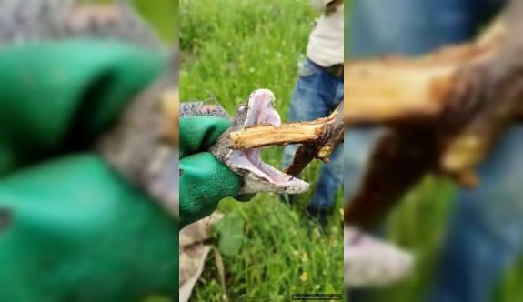 Türkiye'nin en ölümcül yılanı Derecik’te görüldü
