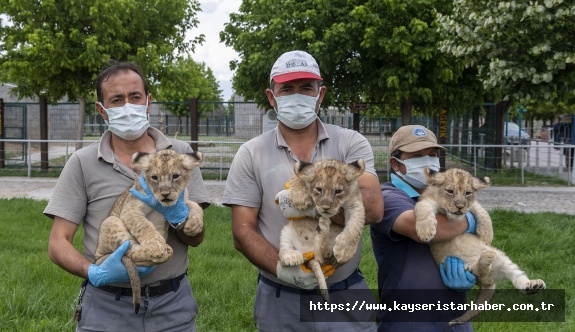 Büyükşehir Belediyesi Hayvanat Bahçesi’nde Yeni Yavruların Sevinci Yaşanıyor