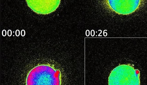 Spermle Yumurtanın Birleştiği Anda Çıkan Işık İlk Kez Görüntülendi