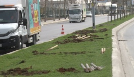 Ataşehir'de İBB Ekipleri Tarafından Ağaçlar İş Makineleriyle Güpegündüz Söküldü
